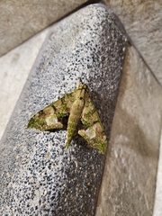 Xylophanes zurcheri