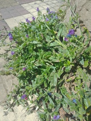 Echium plantagineum