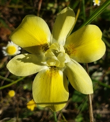 Moraea bituminosa