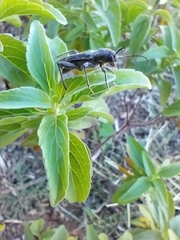 Xylotrechus sagittatus