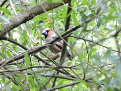 Coccothraustes coccothraustes