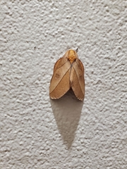 Syssphinx bisecta