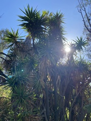 Yucca gigantea