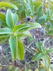 Xylotrechus sagittatus