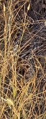 Pituophis catenifer deserticola