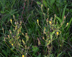 Cichorieae