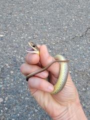 Coluber constrictor mormon