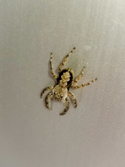 Platycryptus undatus