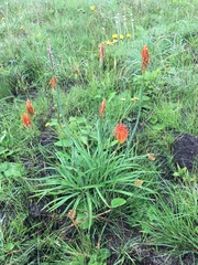 Kniphofia