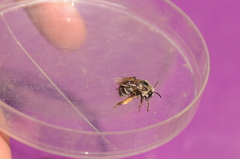 Anthophora bomboides