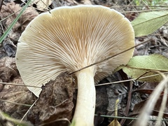 Clitocella fallax