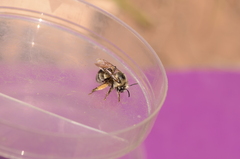 Anthophora bomboides