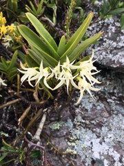 Cyrtorchis