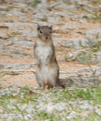 Funambulus palmarum