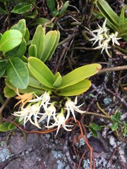 Cyrtorchis