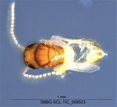 Scelionidae