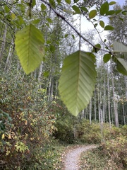 Alnus rubra