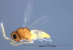 Scelionidae