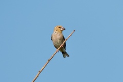 Coccothraustes coccothraustes