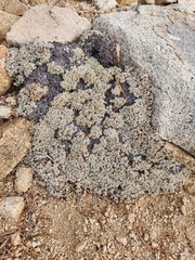 Eriogonum kennedyi