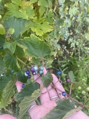 Ampelopsis