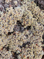 Eriogonum kennedyi