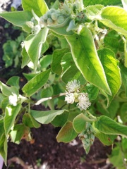 Croton ciliatoglandulifer