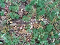 Lentinus substrictus