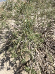Psorothamnus schottii
