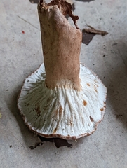 Lactarius quietus incanus