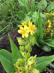 Hypoxis colchicifolia