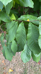 Asimina triloba
