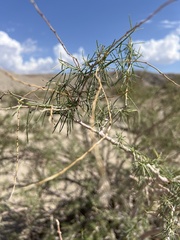 Psorothamnus schottii