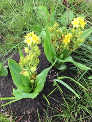 Hypoxis colchicifolia