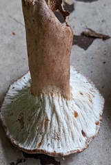 Lactarius quietus incanus