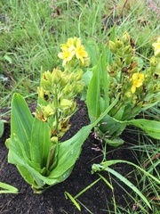 Hypoxis colchicifolia