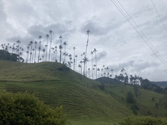 Ceroxylon quindiuense