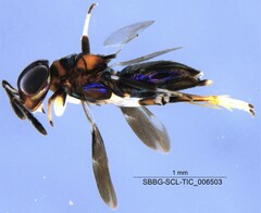 Encyrtidae