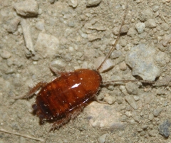 Shelfordella lateralis
