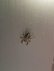 Platycryptus undatus