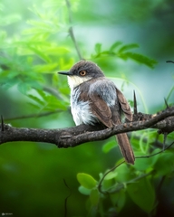 Prinia hodgsonii