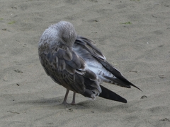 Larus fuscus