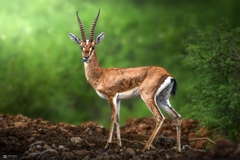 Gazella bennettii