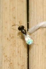 Pteromalidae