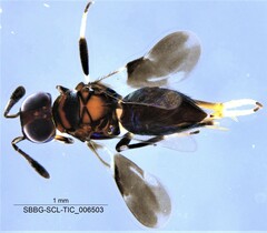Encyrtidae