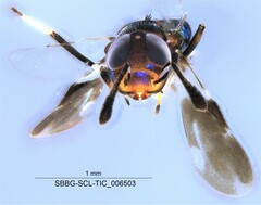 Encyrtidae