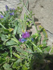 Echium plantagineum