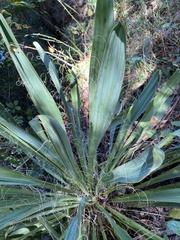 Yucca filamentosa