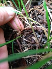 Carex spicata