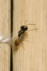 Pteromalidae